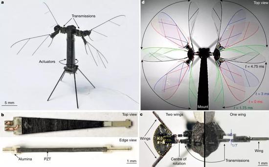 图2 | 飞行器的设计。a，RoboBee XWing。b，氧化铝桥压电致动器（PZT为压电换能器）。c，飞行器的特写俯视图中可以看到每个致动器与两个机翼的连接机构（左侧，用于图a中的飞行器）与每个致动器连接一个机翼的结构（右侧，用于以前的飞行器）对比。图中黄色部分是将两个机翼固定到变速器上的适配器。此外还显示出传动比T和机翼运动行程的旋转中心。d，在峰值升力操作条件下（210 V，165 Hz），机翼运动随时间变化的空气动力学示意图。