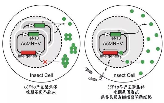 图片来源：参考文献[1]（Nekout汉化）