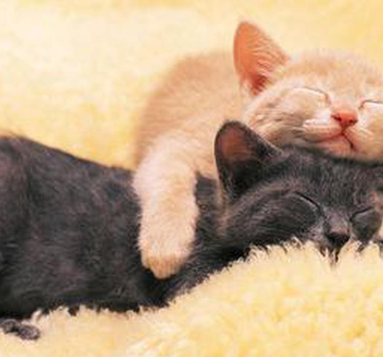 我在“动物世界”血亏50万