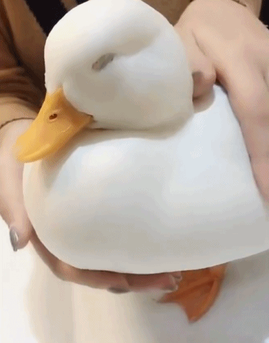 鸭鸭真的好饱满呀-搞笑gif动态图片-izike
