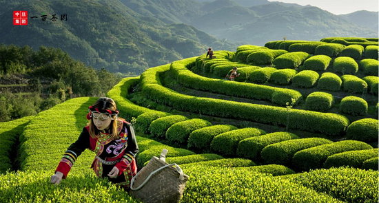 中旦一亩茶园福鼎白茶:管控田间地头,做让老百姓喝