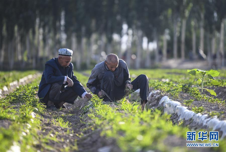 新疆劳改农场真实生活图片