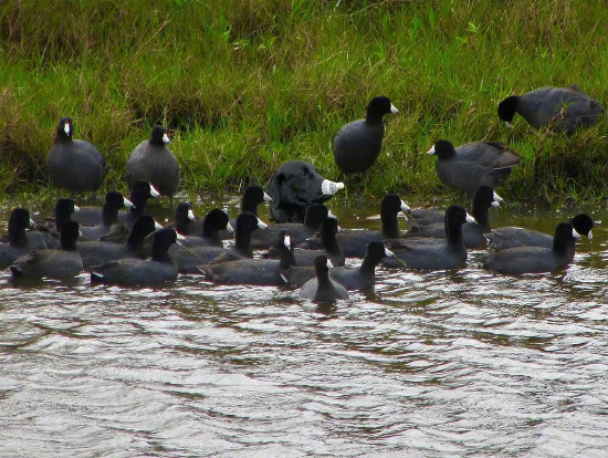 囧哥:嚣张！一男子为寻刺激潜入女子家中现炒菜偷喝茅台休闲区蓝鸢梦想 - Www.slyday.coM