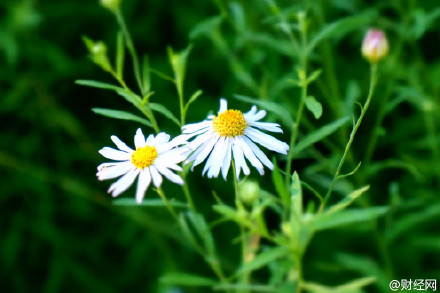 囧哥说事|理解这个晒照片的方式？ - 第3页 轻松一刻 第11张