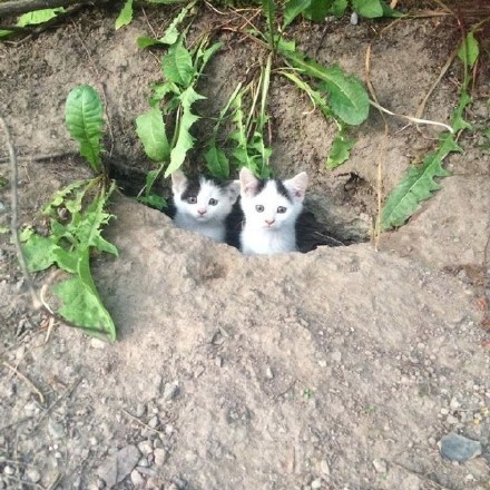 这是什么品种……土拨猫?