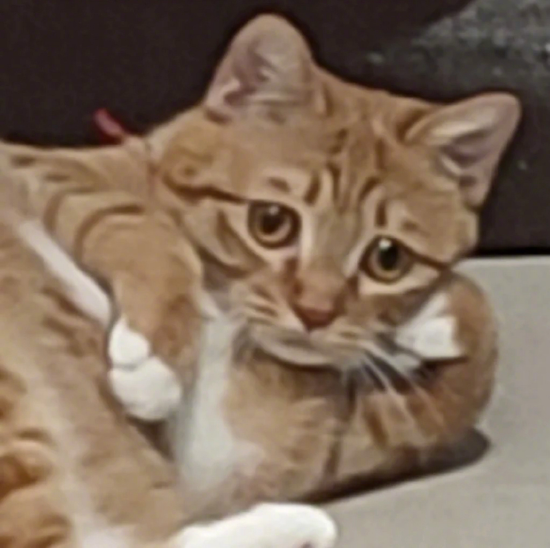 囧哥:嚣张！一男子为寻刺激潜入女子家中现炒菜偷喝茅台休闲区蓝鸢梦想 - Www.slyday.coM