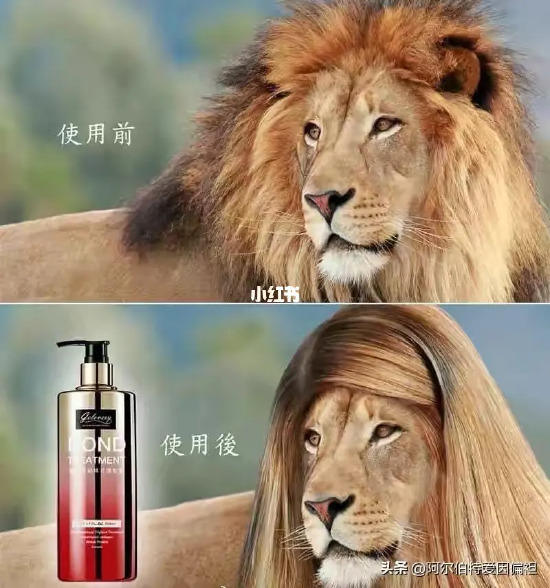 囧哥:嚣张！一男子为寻刺激潜入女子家中现炒菜偷喝茅台休闲区蓝鸢梦想 - Www.slyday.coM