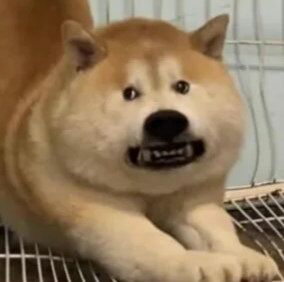 囧哥:嚣张！一男子为寻刺激潜入女子家中现炒菜偷喝茅台休闲区蓝鸢梦想 - Www.slyday.coM