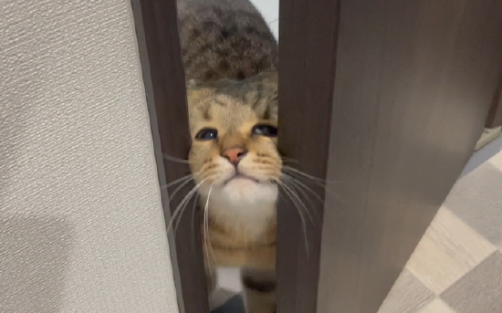 囧哥:嚣张！一男子为寻刺激潜入女子家中现炒菜偷喝茅台休闲区蓝鸢梦想 - Www.slyday.coM