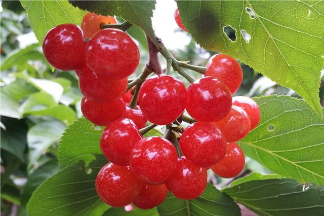 一男子在云南打工抢夺儿童回乡养老 获刑十一年_手机新浪网