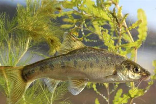 云南濒危土著鱼滇池金线鲃获云南首个水产新品种认证