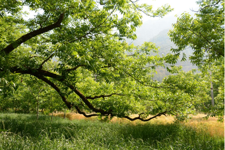 (光明村核桃树)