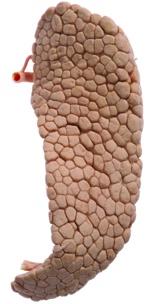 "巨鲸传奇"——人类史上首只抹香鲸塑化标本特展