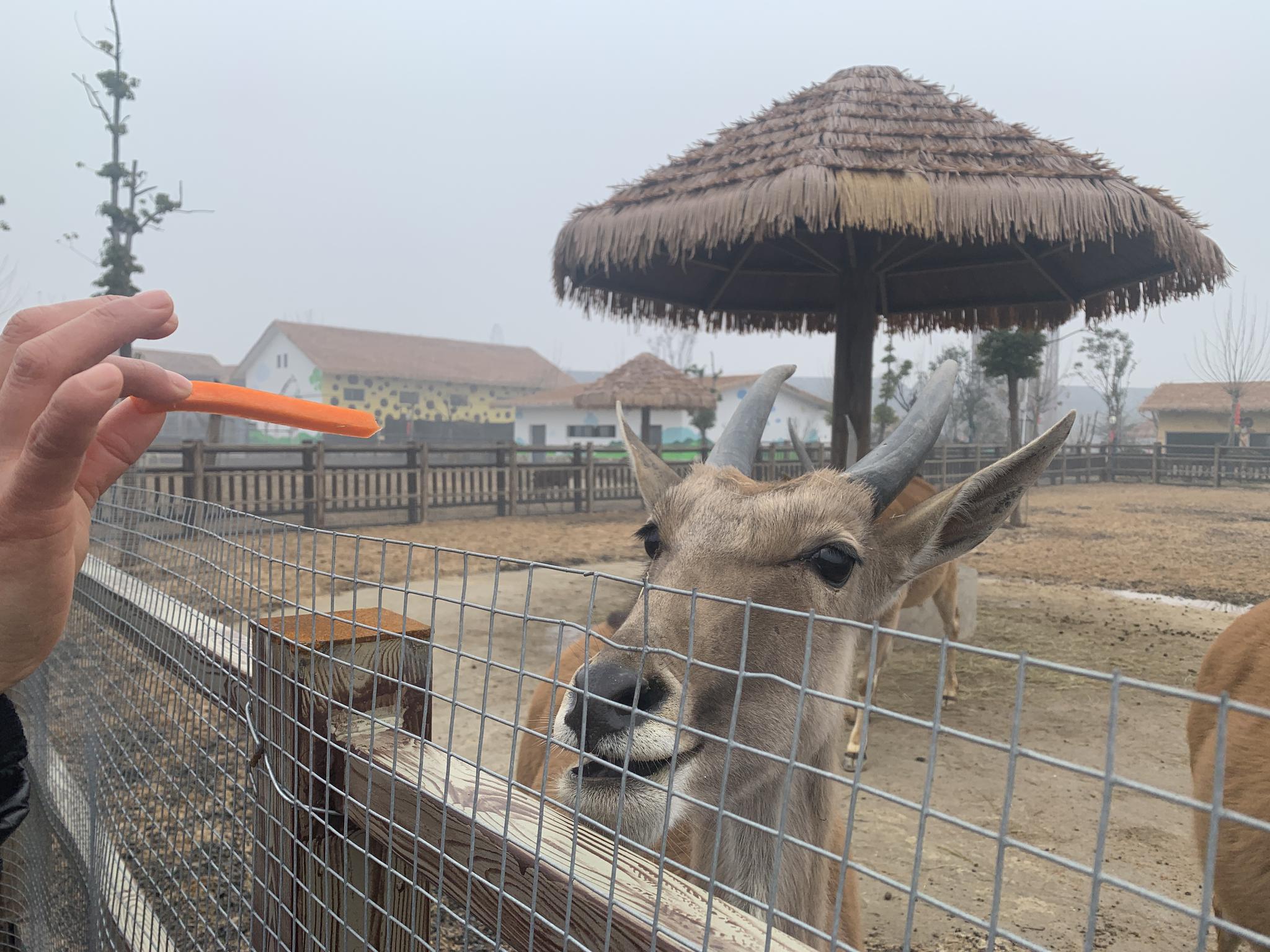 临泉魔幻动物园奇趣开园