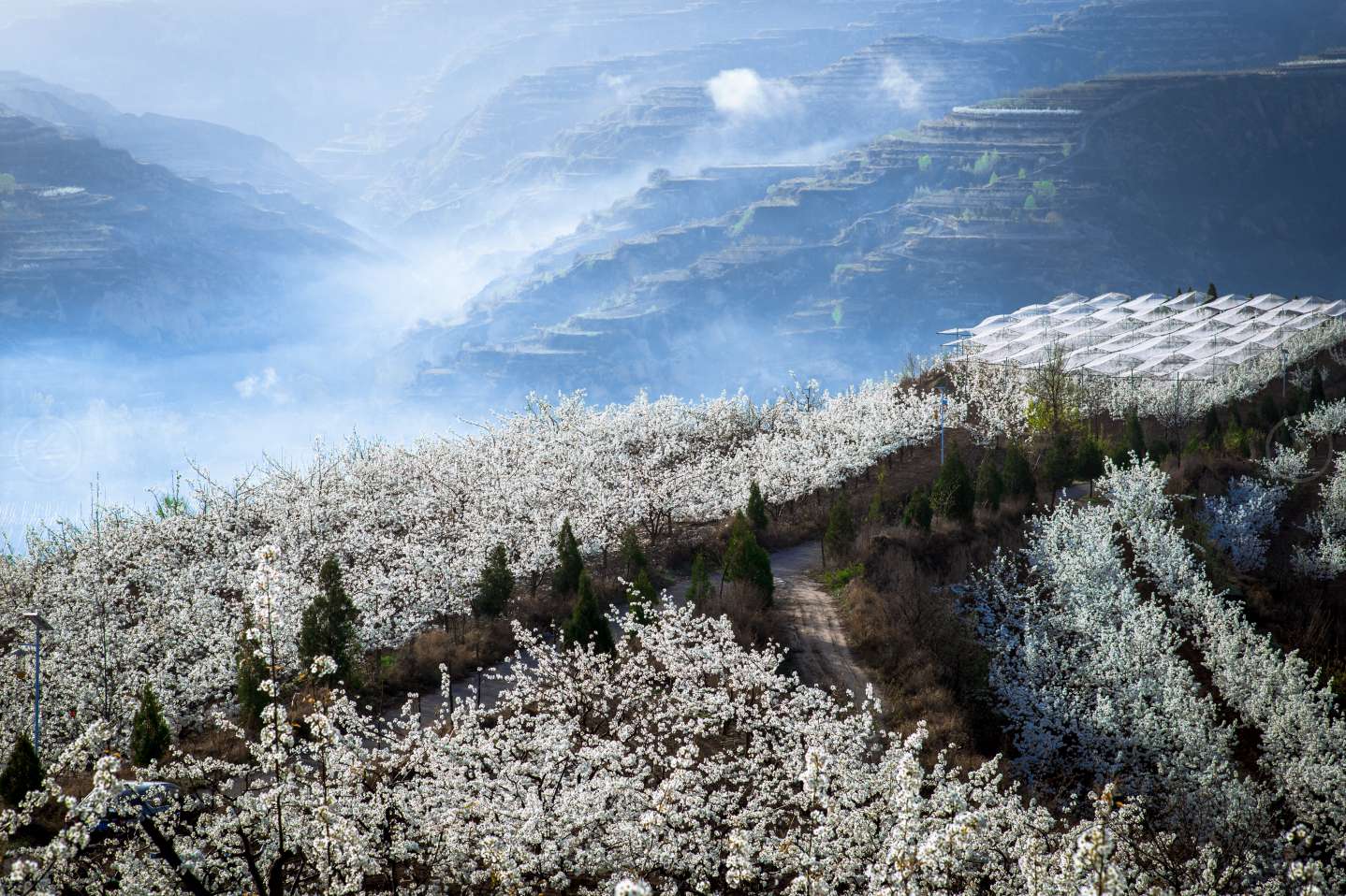 隰县第十届梨花节(网络梨花节百日直播)