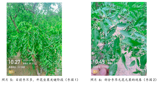 【调研报告】新疆红枣调研总结