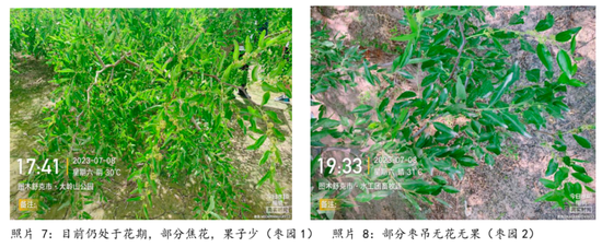 【调研报告】新疆红枣调研总结