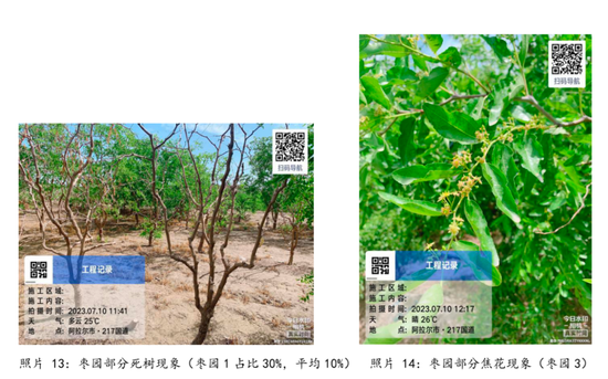 【调研报告】新疆红枣调研总结