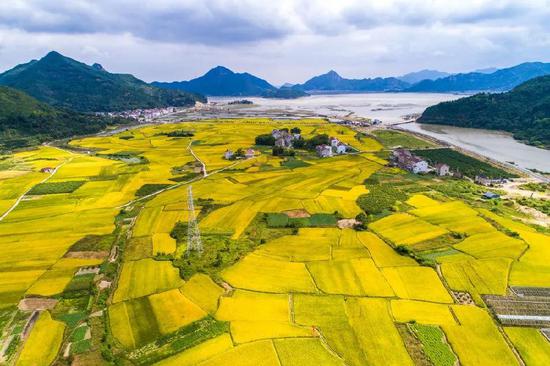 三门县加大规模种粮补贴力度 提高粮食综合生产能力