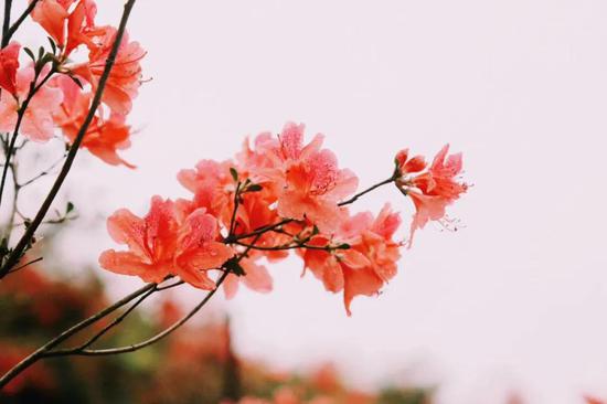 台州市仙居县垟庄白冠山自驾导航地址