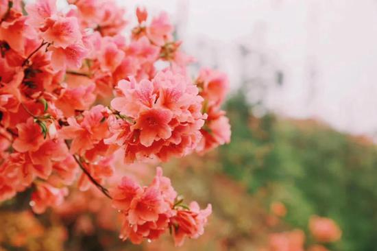 台州市仙居县垟庄白冠山自驾导航地址