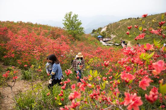 > 正文  连日来,浙江省台州市黄岩区沙埠镇太湖山顶,漫山遍野的杜鹃花
