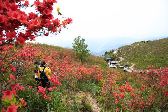 浙江黄岩太湖山顶杜鹃盛放:漫山遍野一片红