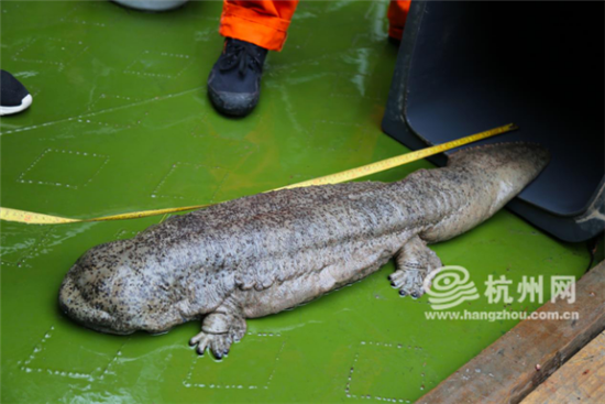 浙江千岛湖发现千年遗珍大鲵是国家二级保护野生动物 手机新浪网 浙江千岛湖发现千年遗珍大鲵是国家二级保护野生动物 手机新浪网
