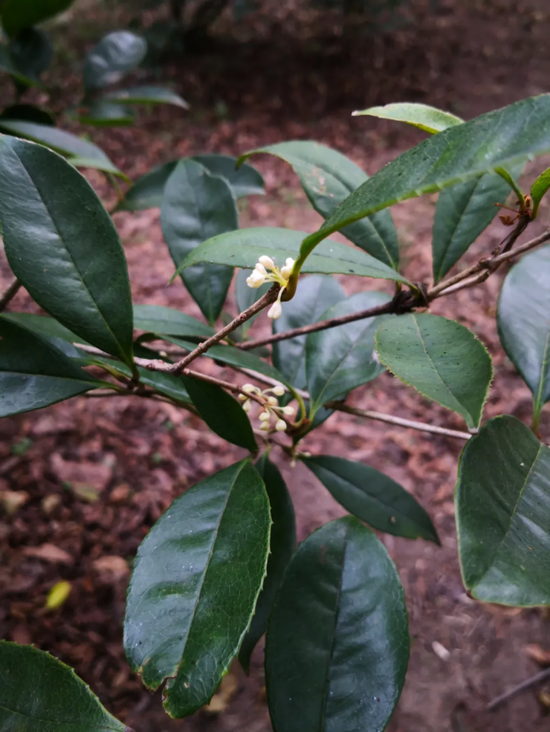 小叶四季桂 osmanthus fragransxiaoye sijigui