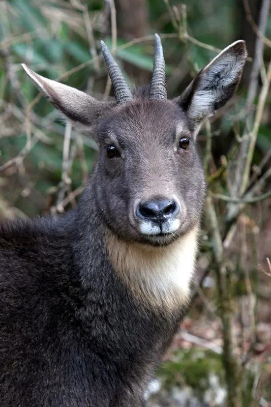 仙居国家公园发现珍稀濒危野生动物中华斑羚