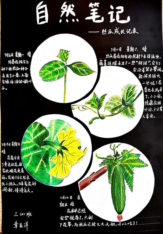 三等奖:张辰洋《丝瓜成长记》
