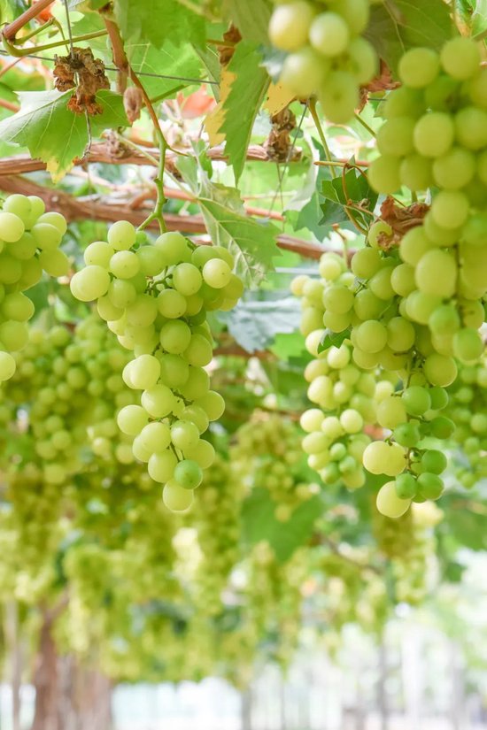 "玉"见清凉一"夏"丨邂逅凡海葡萄的甜蜜