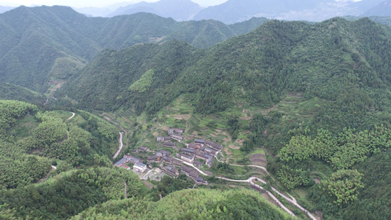 上春山采春茶安岭春茶抢鲜开采