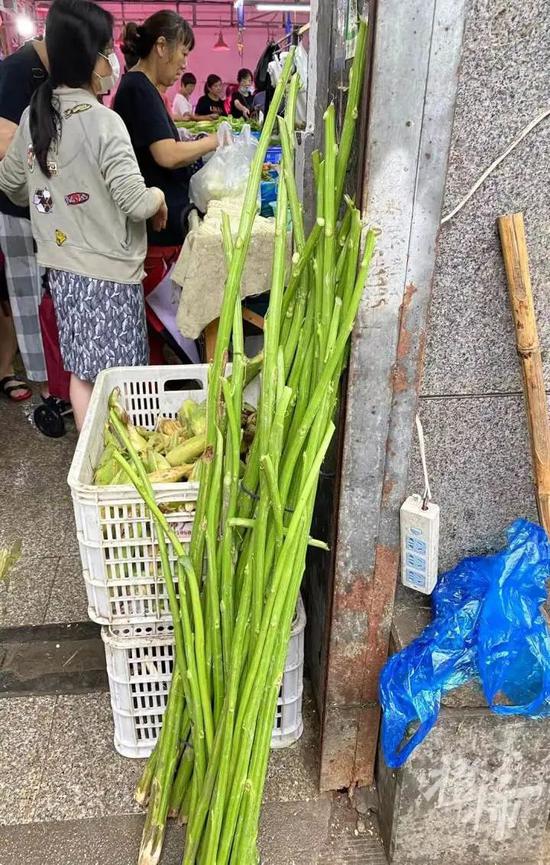 真正的梅雨天才刚刚开始 杭州菜市场霉苋菜梗上市了