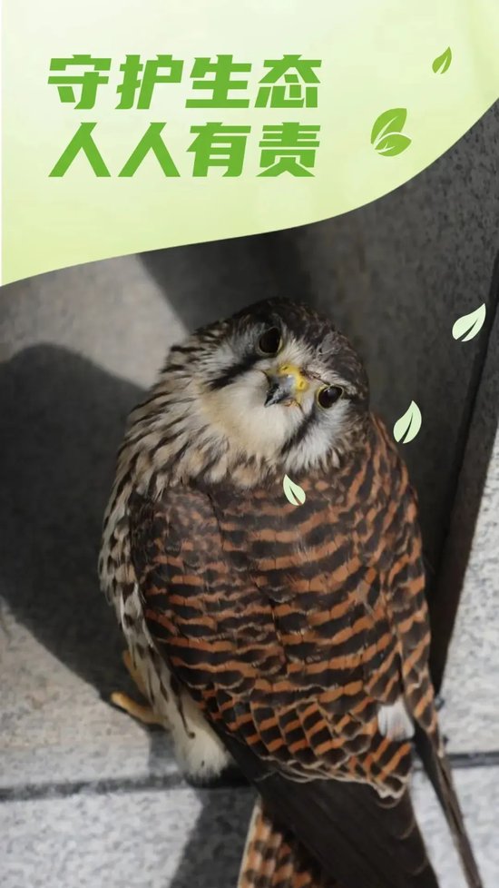 小红隼又回来啦连续6年