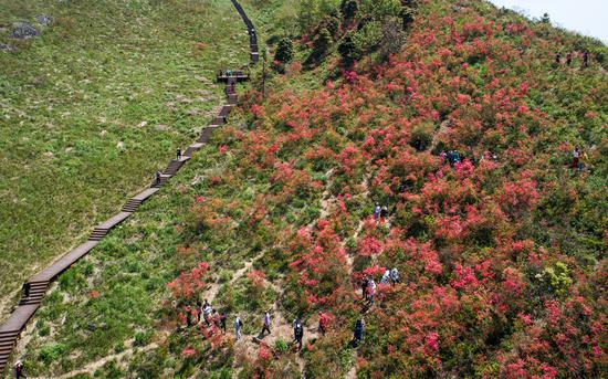 > 正文  连日来,浙江省台州市黄岩区沙埠镇太湖山顶,漫山遍野的杜鹃花