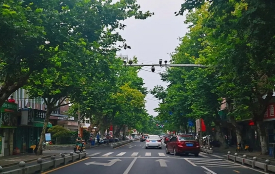 台州黄岩城市这些行道树即将换岗路过请注意