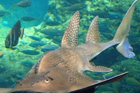 巴西犁头鳐(rhinobatos horkeli)