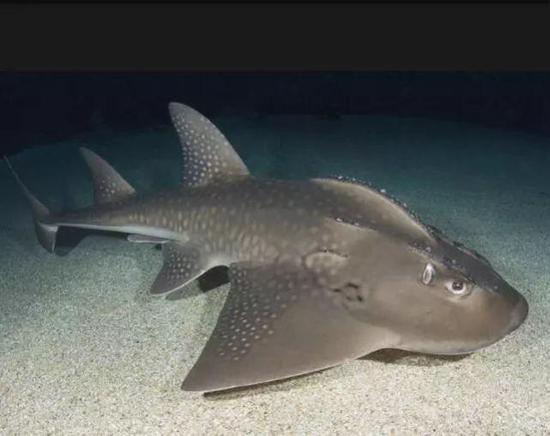 前体扁平,胸鳍与头侧愈合,后体具2背鳍及明显的尾鳍,类似鲨.