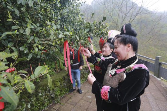春茶正当时 淳安鸠坑"千年茶树王"开采啦
