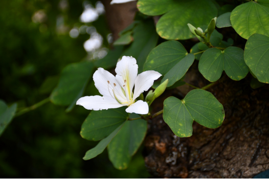 白花羊蹄甲bauhinia acuminate