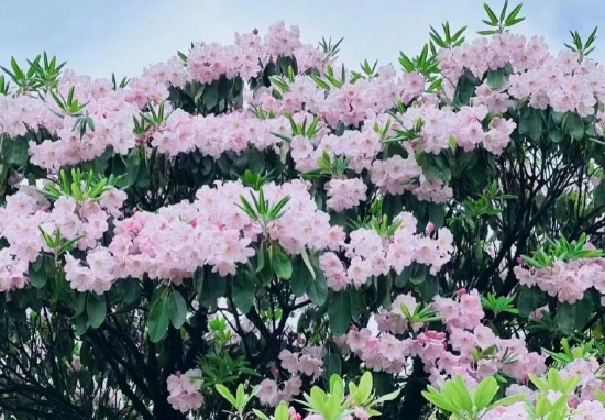 2023浙江森林旅游节暨第二十五届天台山云锦杜鹃节5月8日在华顶国家