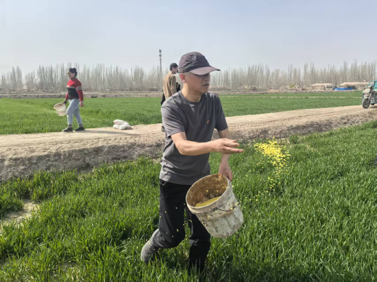 图：驻村第一书记轩伟峰在麦田施肥