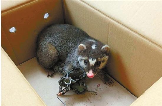 杭1村民放置野兔夹伤一山獾