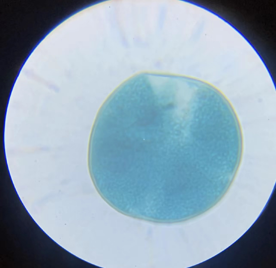 新浪绍兴中小学生研学部落优秀作品之潘成屹同学显微镜摄影展