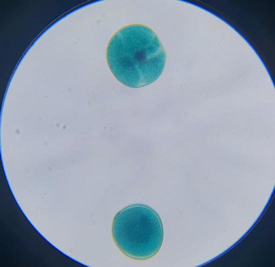 新浪绍兴中小学生研学部落优秀作品之潘成屹同学显微镜摄影展