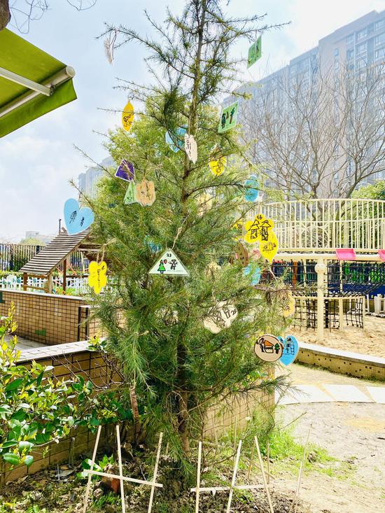 杭州市桦枫居幼儿园大班娃植树节毕业树