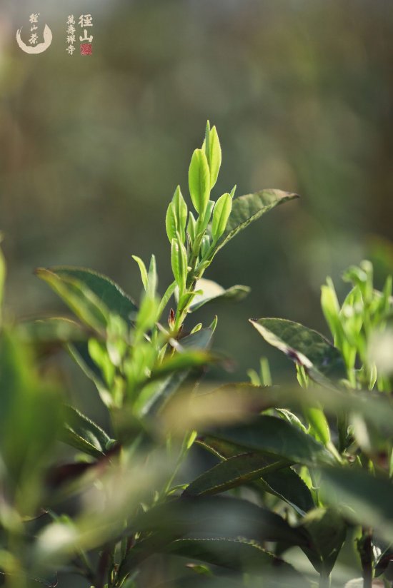 新浪浙江>综合>正文550_824竖版 竖屏