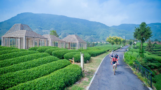 (松阳大木山骑行茶园)
