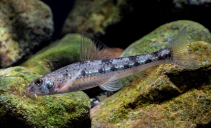 丽水市发现淡水鱼类新物种瓯江小鳔鮈